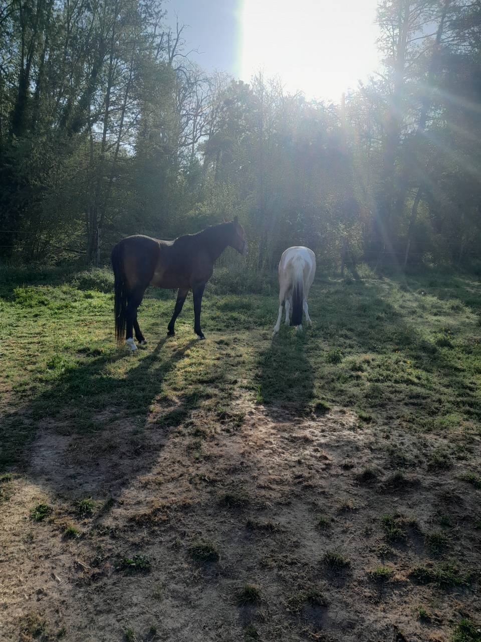 Poney hors c&ocirc;te 
