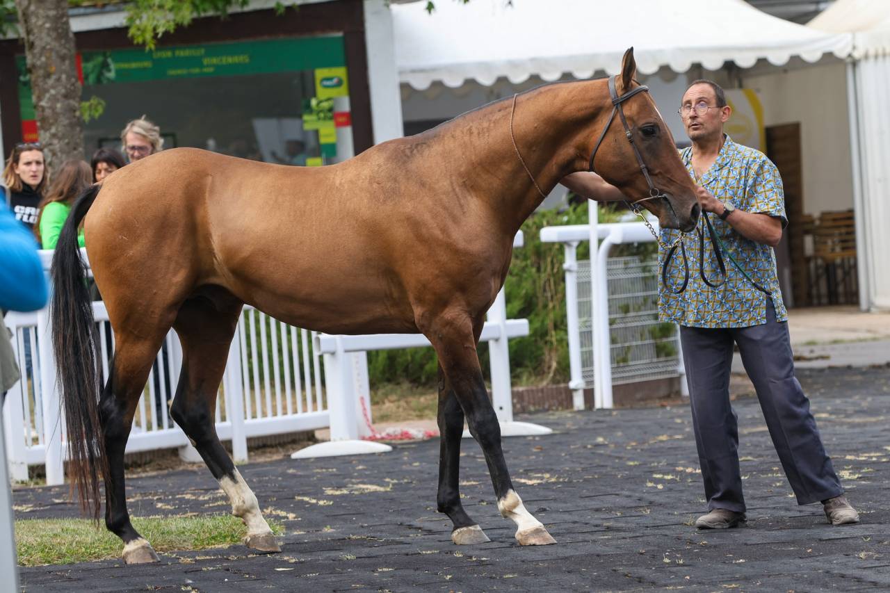 JEUNE AKHAL TEKE ENTIER ASOUM