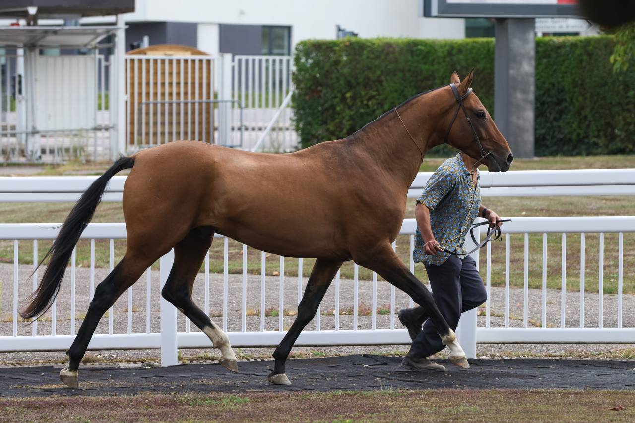 JEUNE AKHAL TEKE ENTIER ASOUM