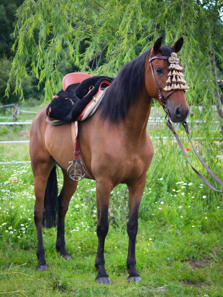 Jument Hispano Arabe