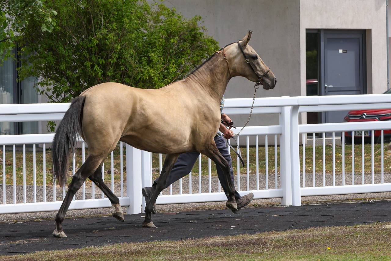 JEUNE AKHAL TEKE ALIYAH ARALE