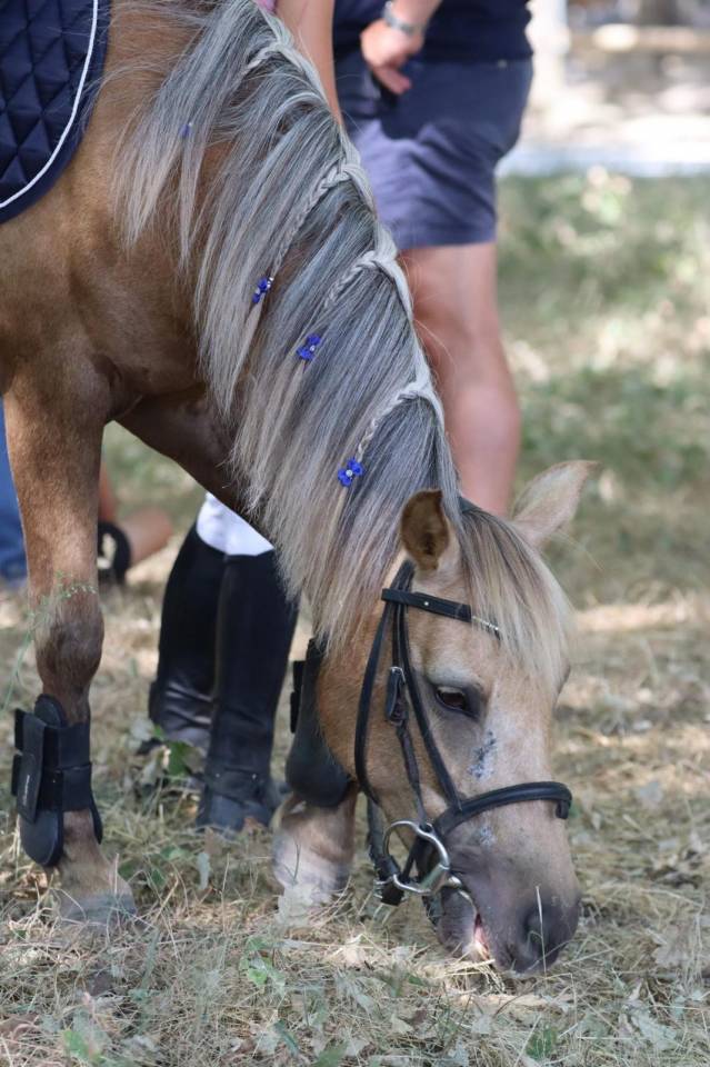 Vente ponette C