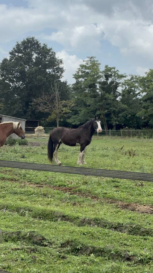 Shire &agrave; vendre de 2017 