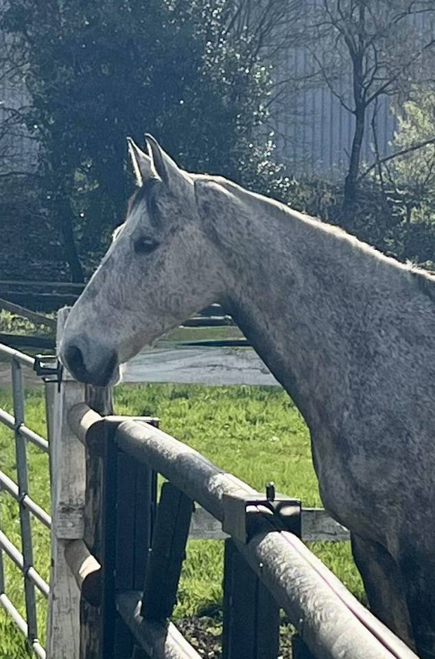 Hongre CSO/Dressage 9 ans 