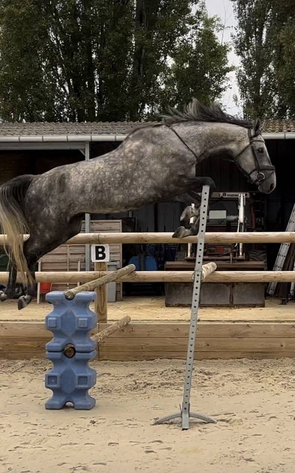 Hongre CSO/Dressage 9 ans 