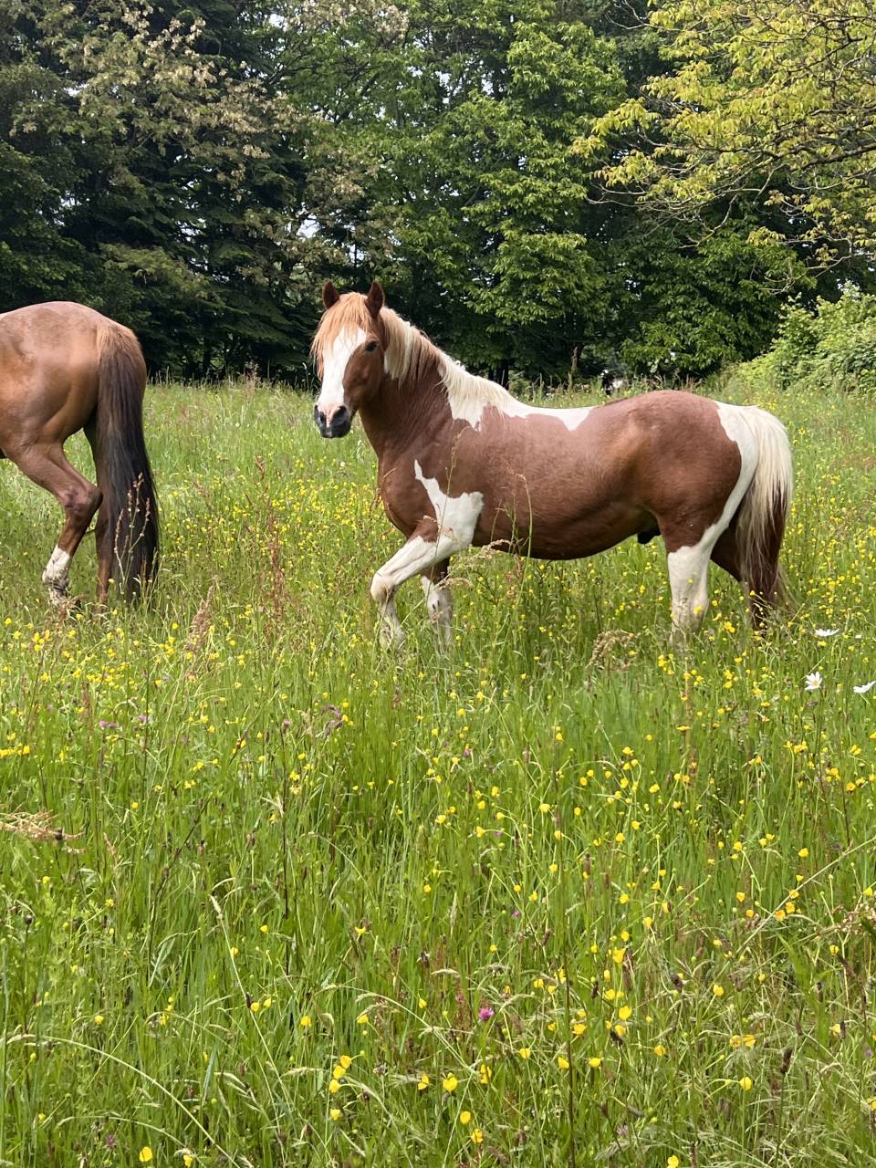Poney pour pr&eacute; retraite 