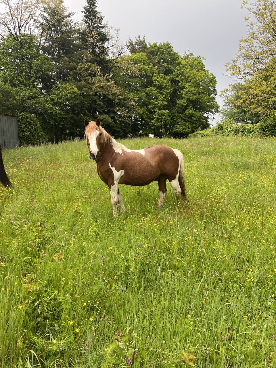 Poney pour pr&eacute; retraite 