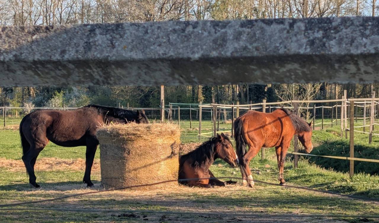 Pensions chevaux &agrave; Landelles (28)