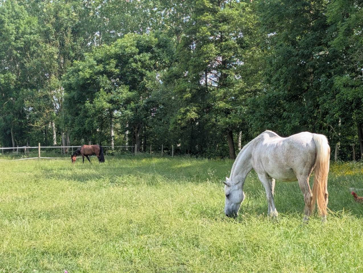 Pensions chevaux &agrave; Landelles (28)
