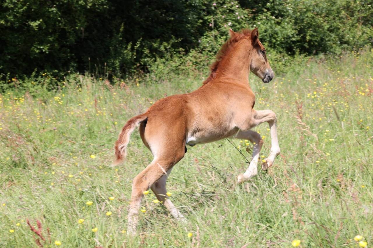 Poulain m&acirc;le lusitanien PP 