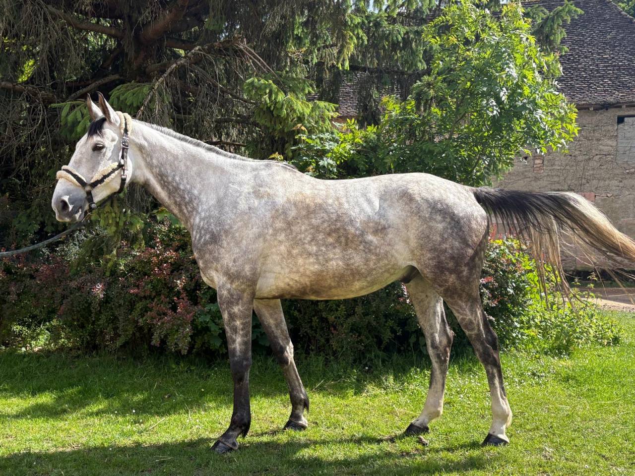 &Agrave; vendre hongre anglo arabe de 6 ans gris