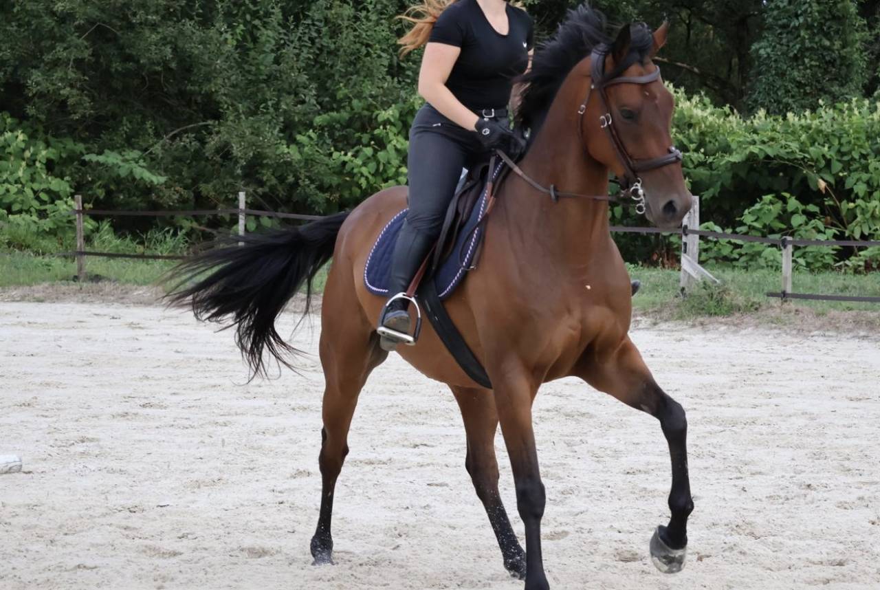 ? &Agrave; VENDRE : Hongre de 8 ans ?