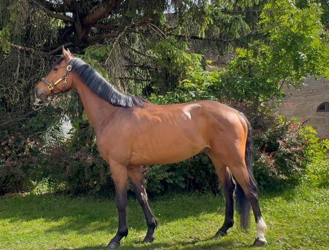 &Agrave; vendre hongre de 4 ans SF 