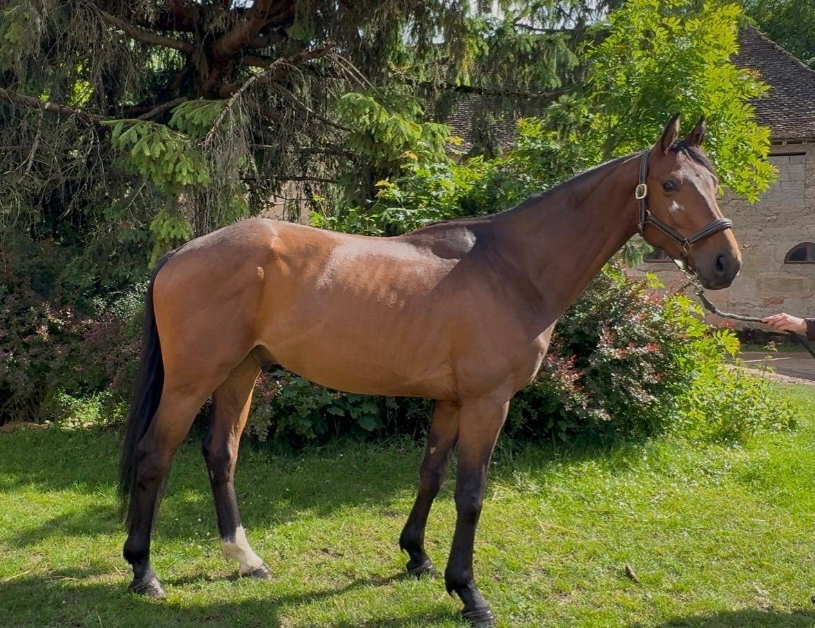 &Agrave; vendre hongre de 4 ans SF 