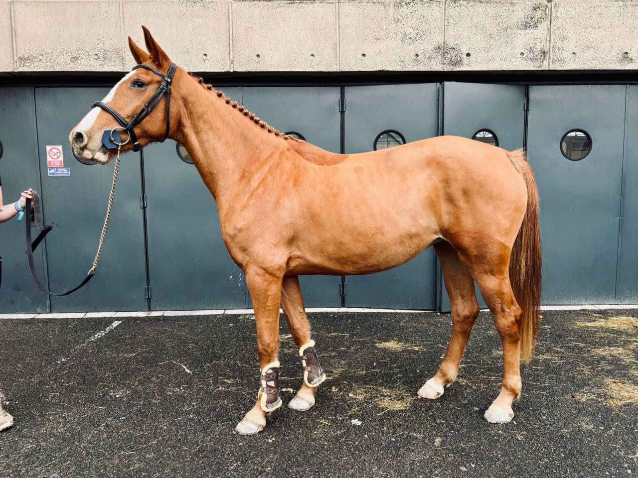 &Agrave; vendre jument SF de 4 ans 