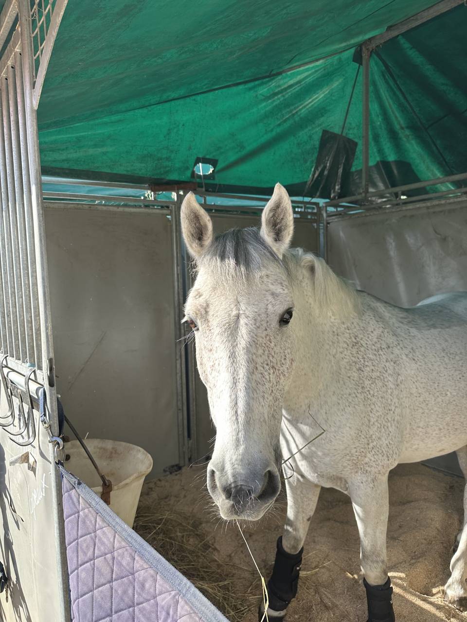 Poney d&rsquo;As &agrave; vendre 