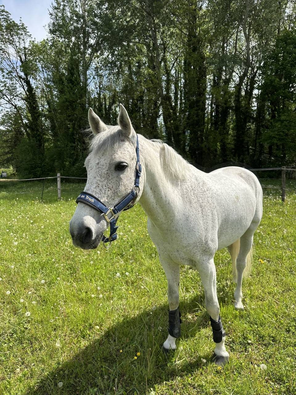 Poney d&rsquo;As &agrave; vendre 