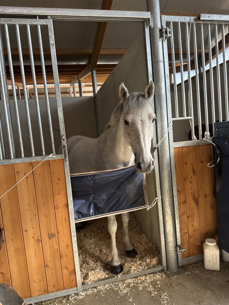 Poney d&rsquo;As &agrave; vendre 