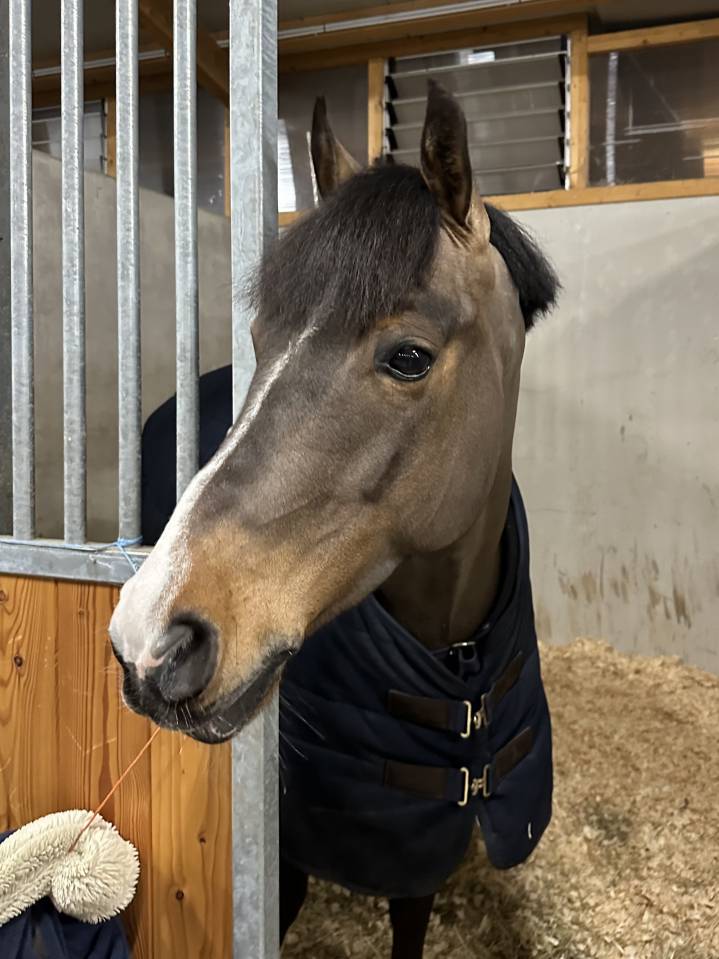 Poney d&rsquo;avenir &agrave; vendre 