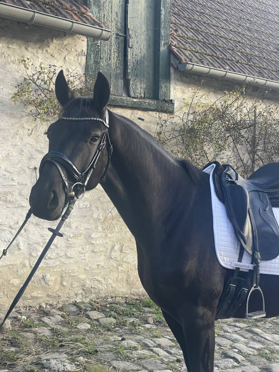 Hongre 4ans par Kjento