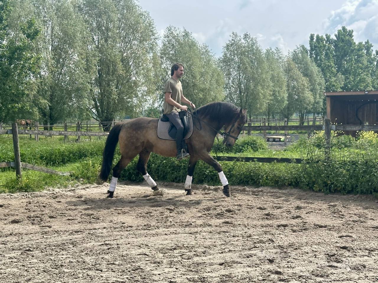 Cheval PRE Orgulloso 
