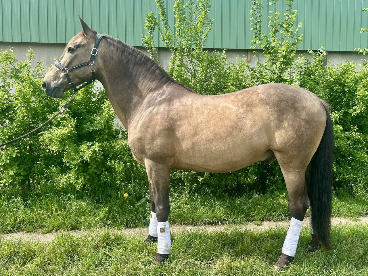 Cheval PRE Orgulloso 
