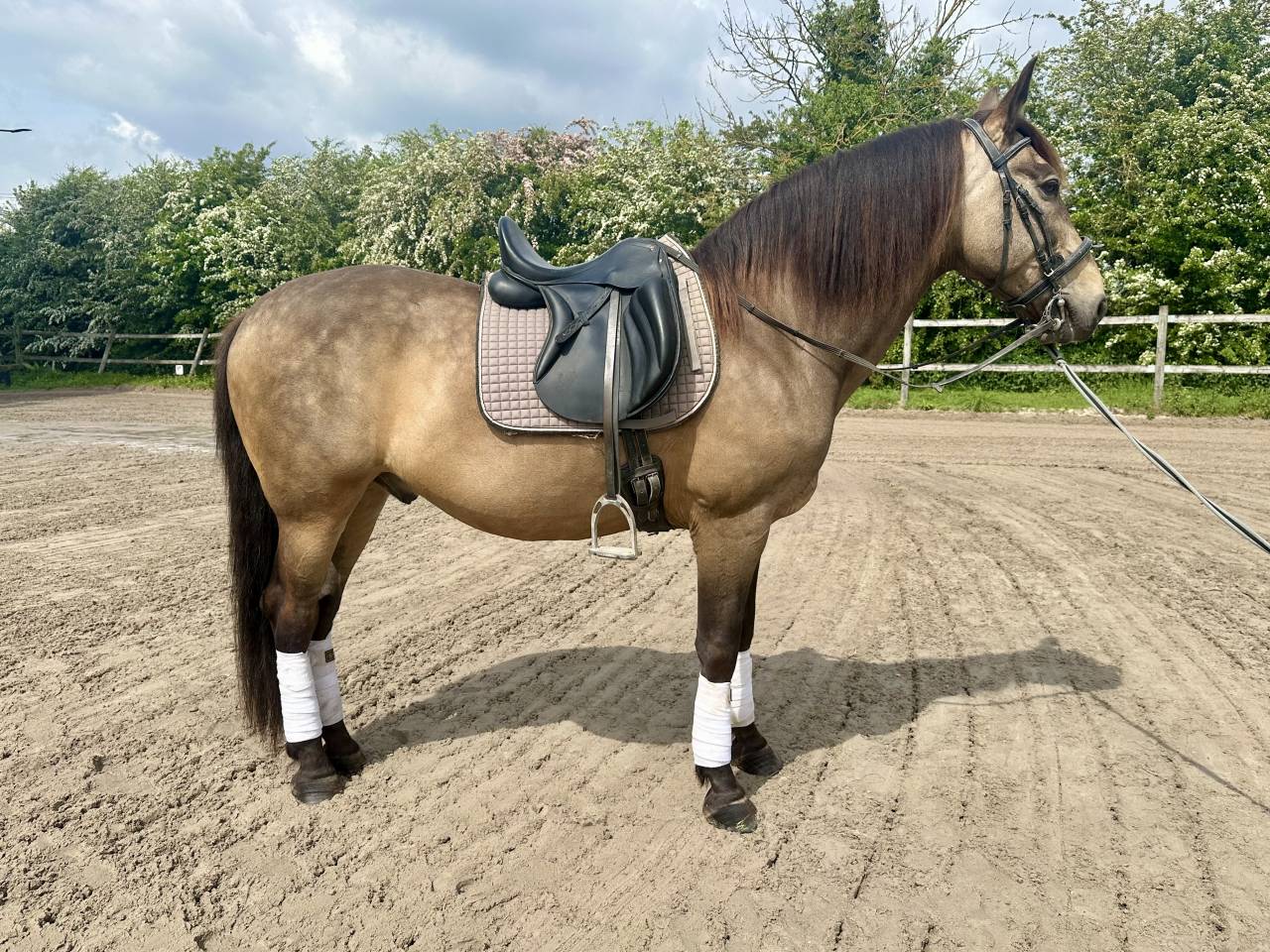 Cheval PRE Orgulloso 