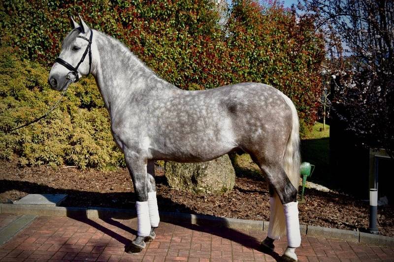 Garboso CSLR &ndash; Hongre PRE 2021, ANCCE, dressage