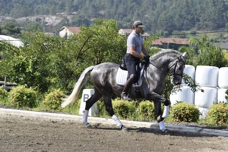 Garboso CSLR &ndash; Hongre PRE 2021, ANCCE, dressage
