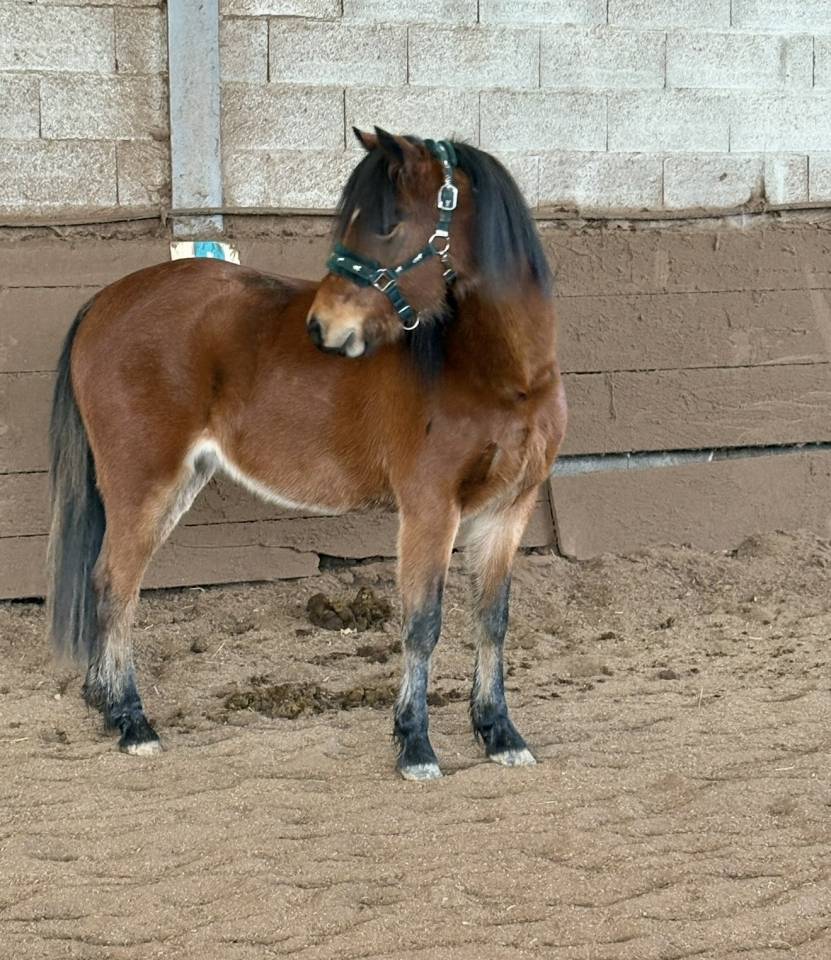 Poney B 