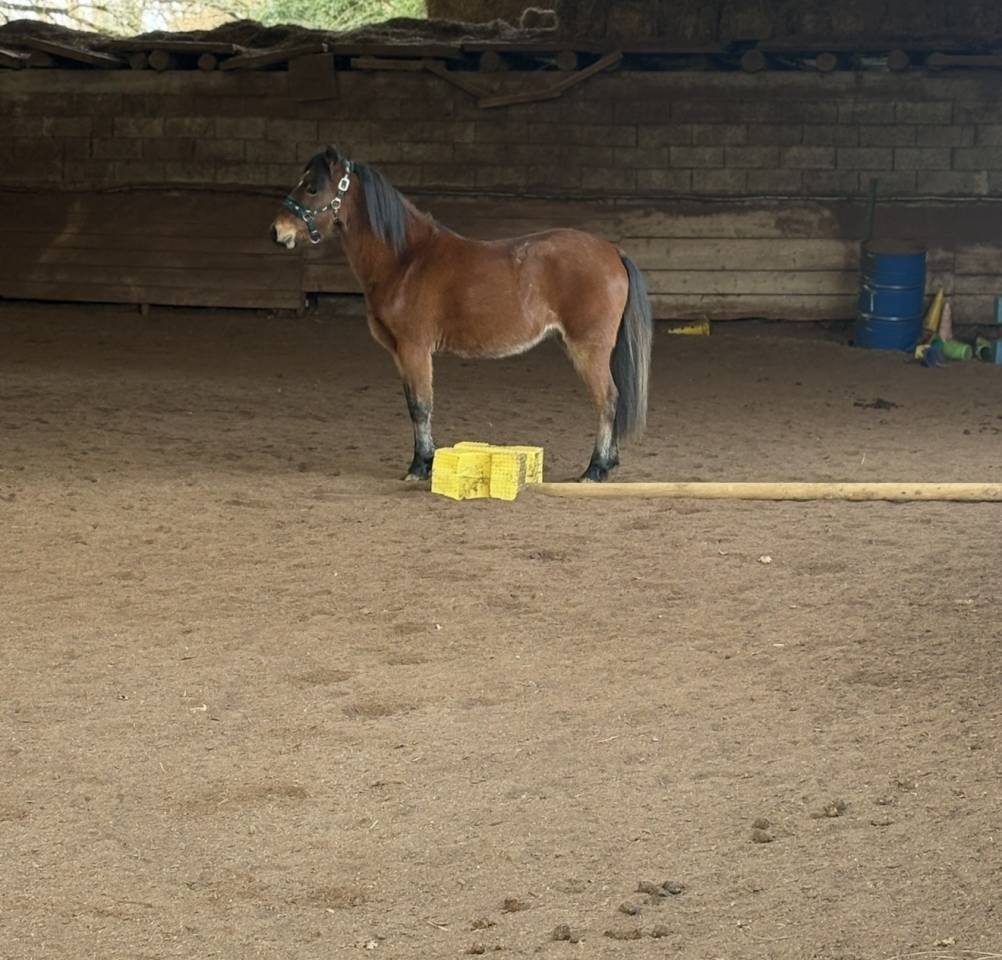 Poney B 