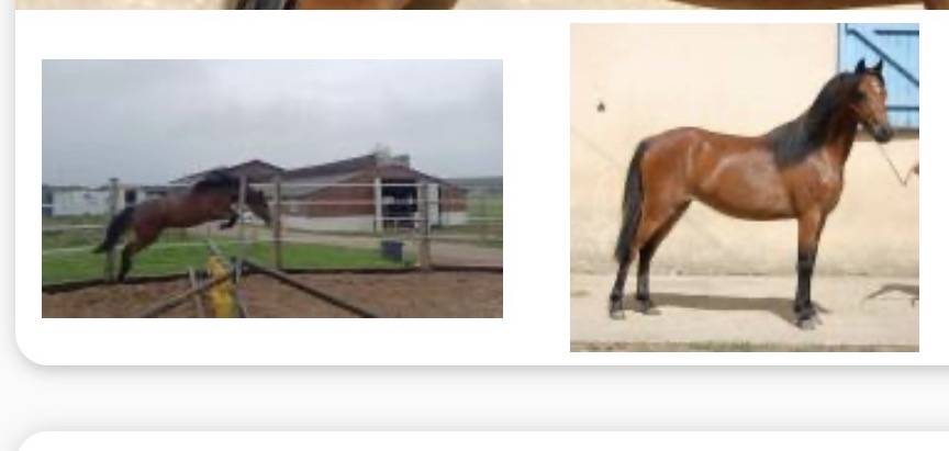 Poney B 
