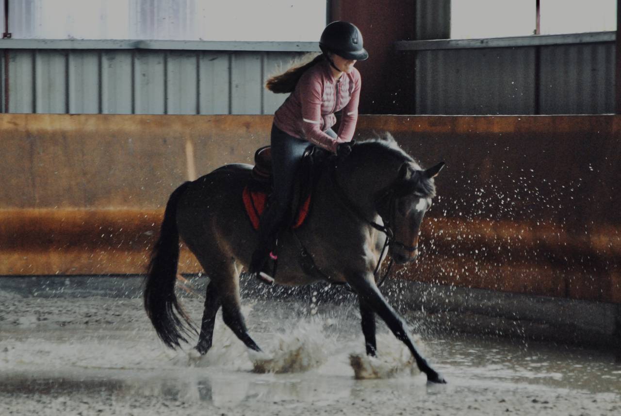 &Agrave; vendre ponette PFS taille D 9 ans - Directeur &eacute;leveur