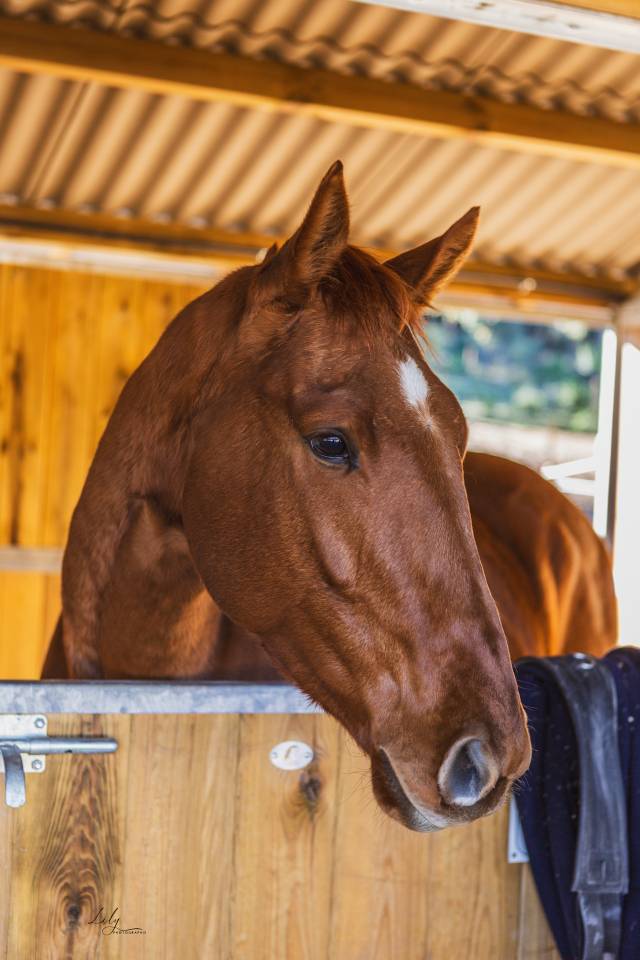 Hongre &agrave; vendre - PS de 4 ans, 1m63