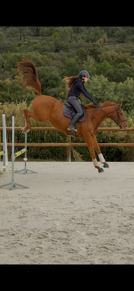 Hongre &agrave; vendre - PS de 4 ans, 1m63