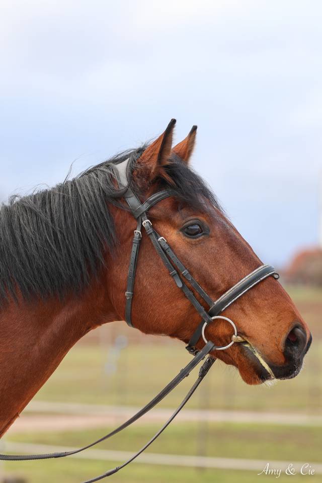 Cheval de sport Allemand 