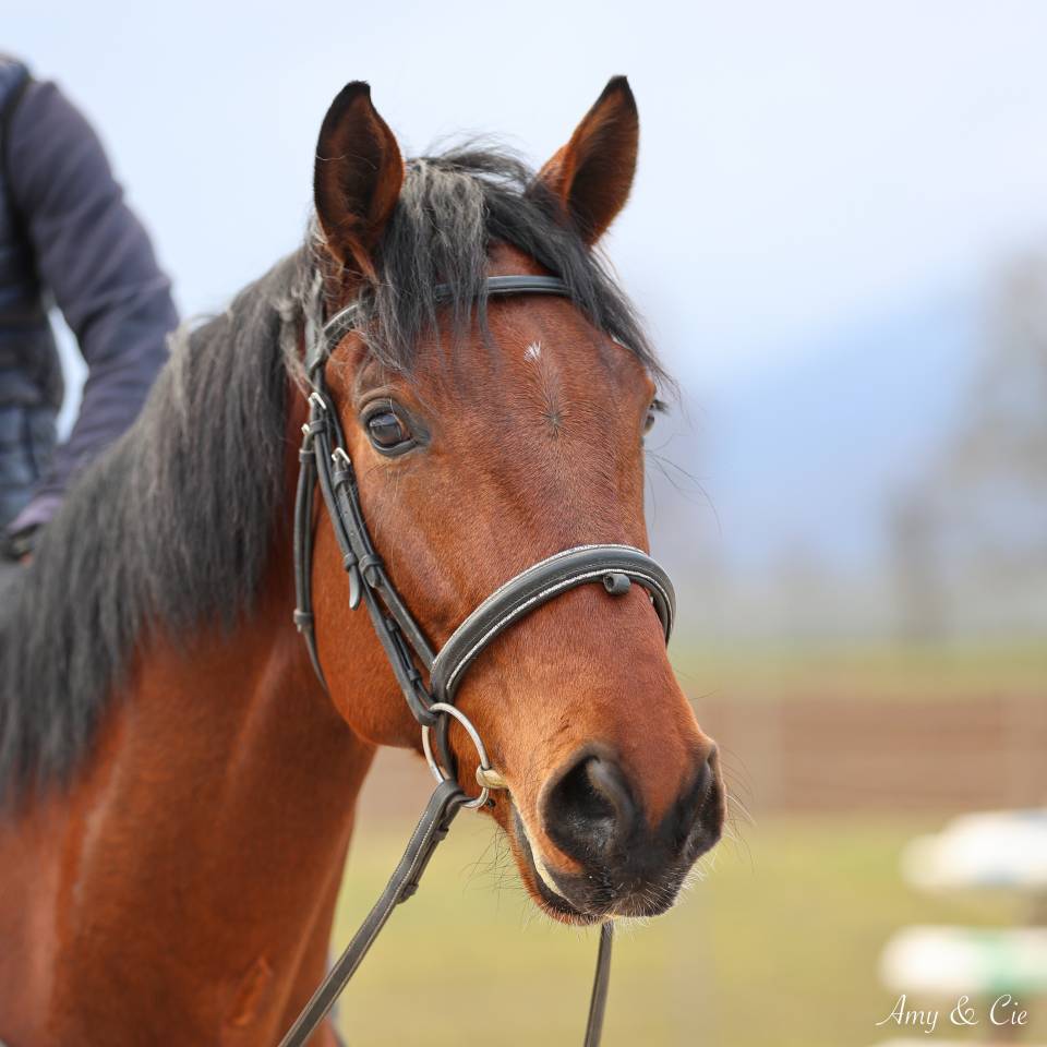 Cheval de sport Allemand 