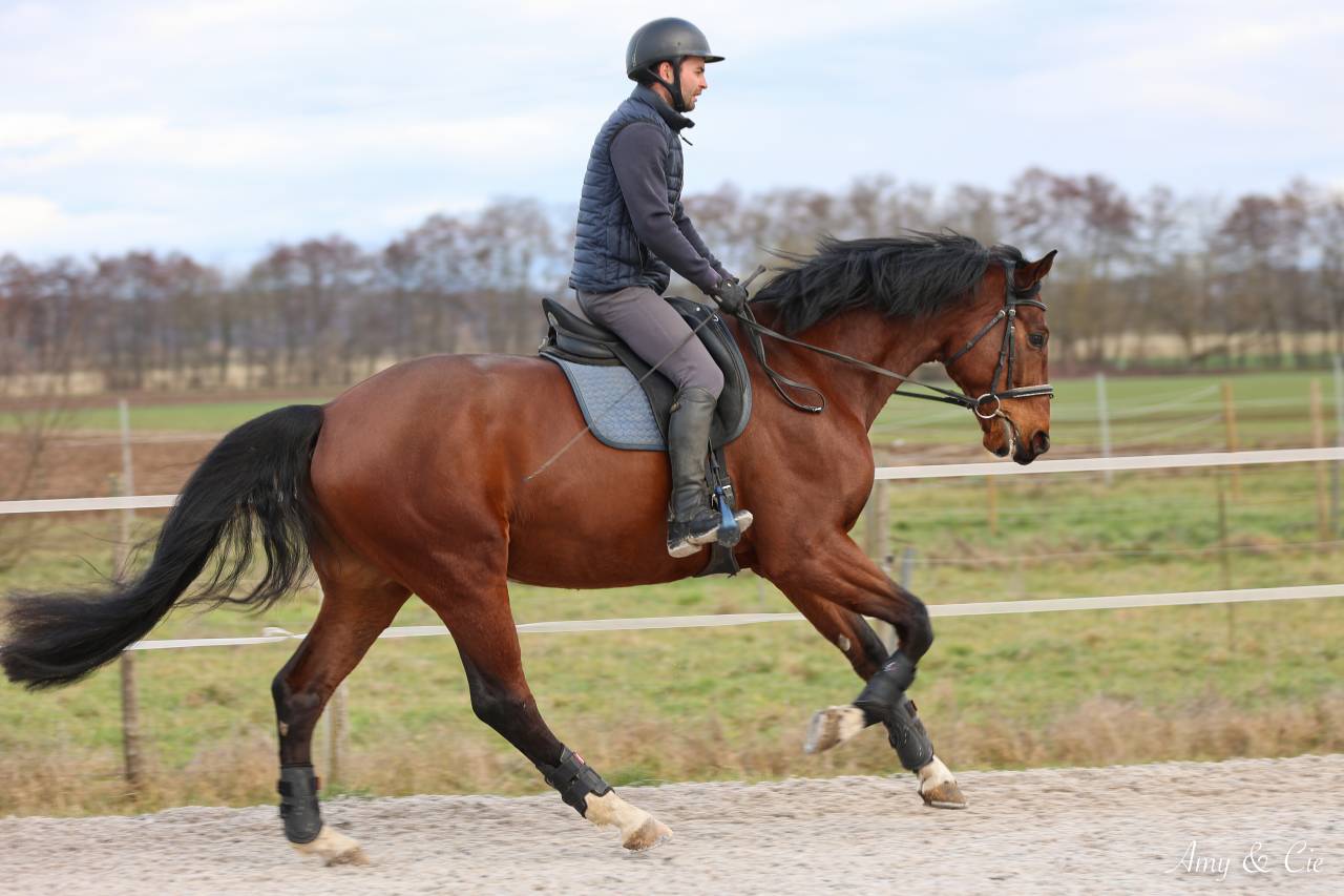 Cheval de sport Allemand 