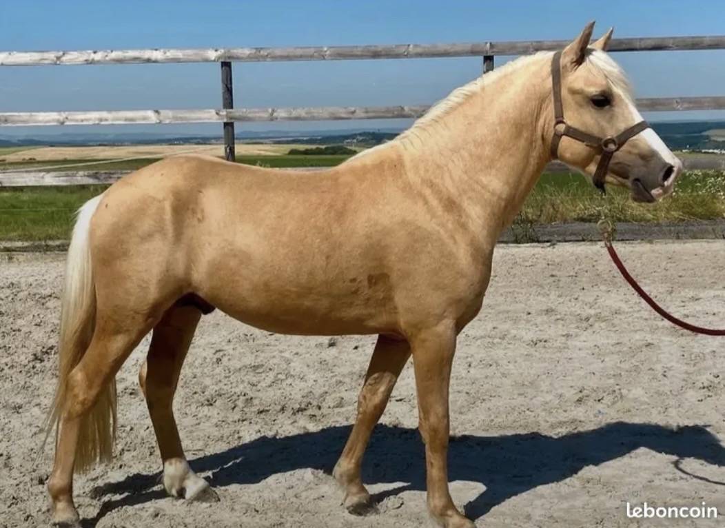Splendide poney d&rsquo;enfant