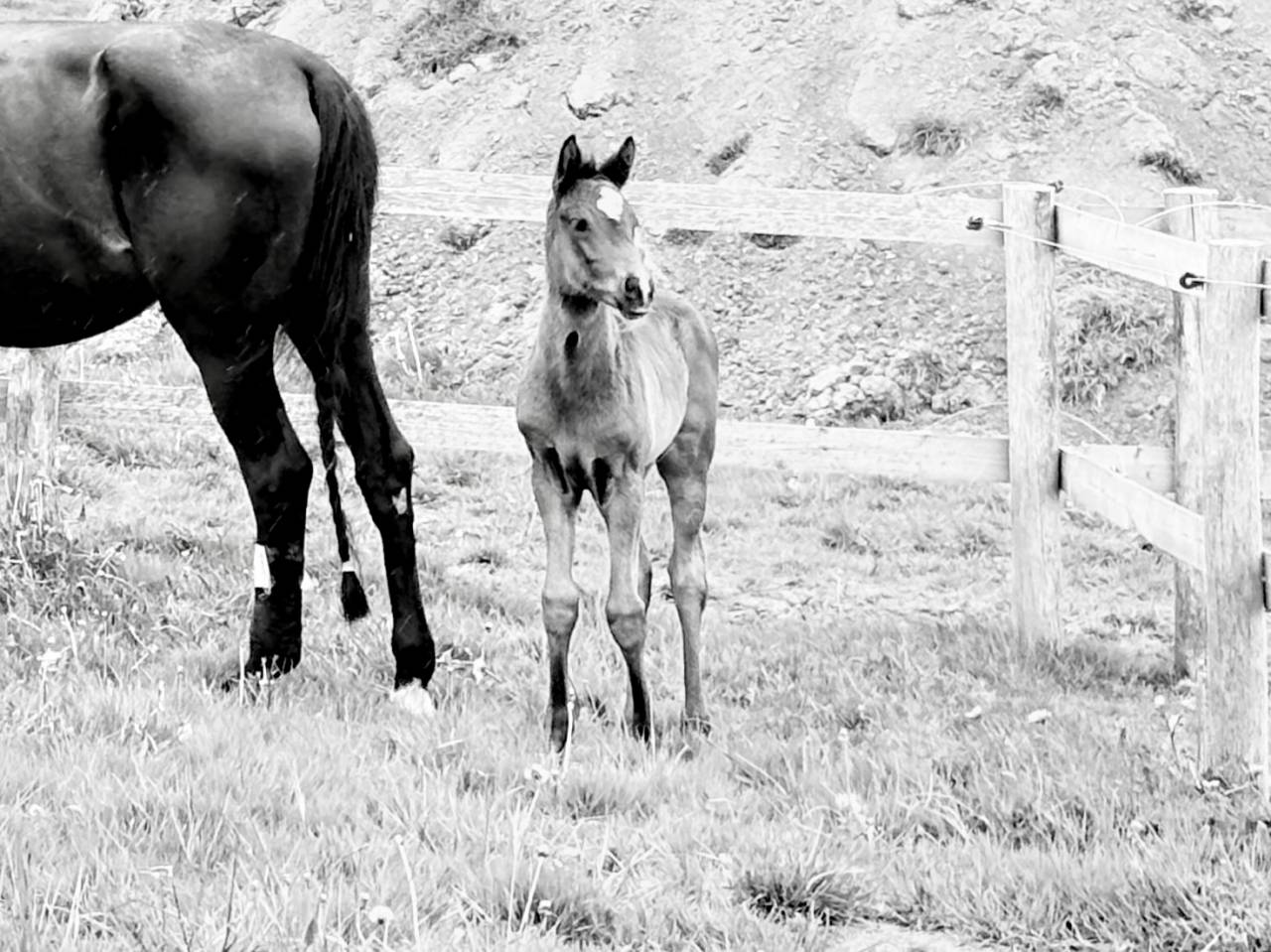Pouliche 2026 noire dressage