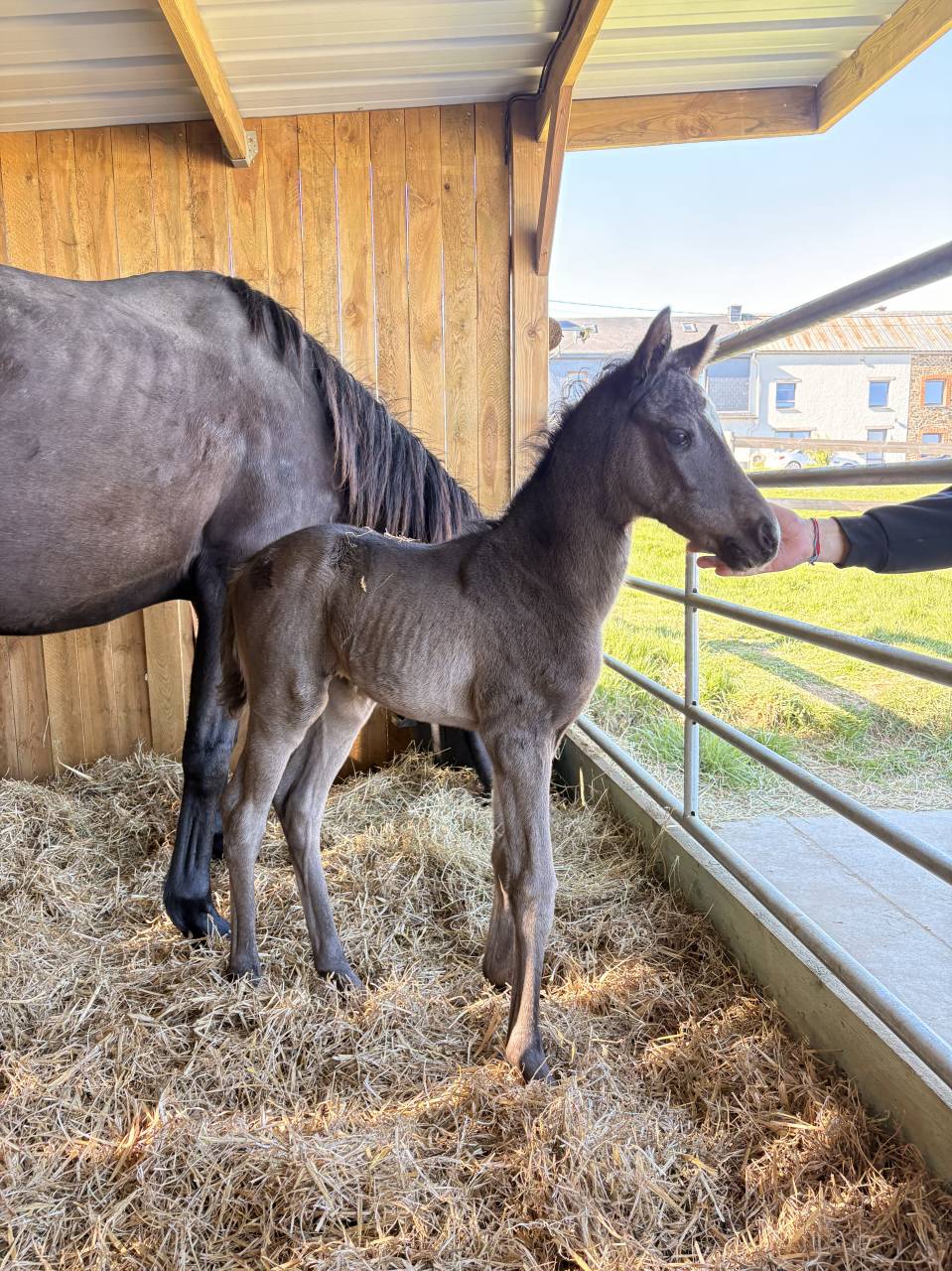 Pouliche 2026 noire dressage