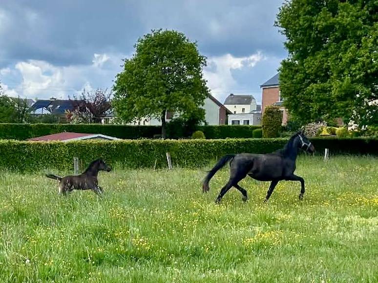 Pouliche 2026 noire dressage