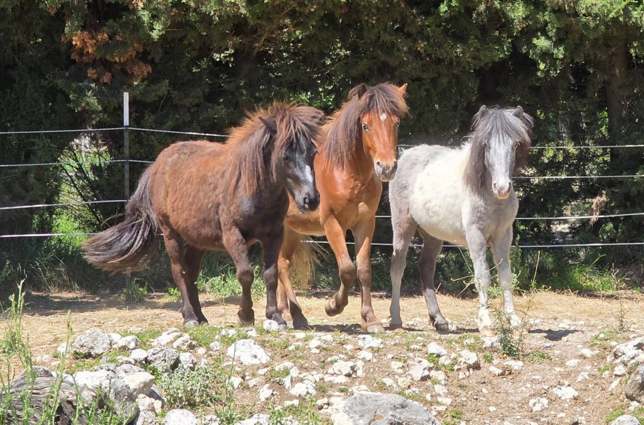 Un Shetland chic au mod&egrave;le exceptionnel et d'une grande