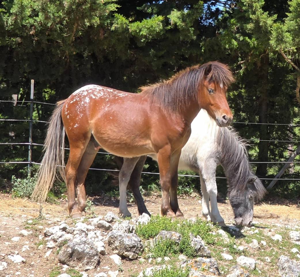 Un Shetland chic au mod&egrave;le exceptionnel et d'une grande