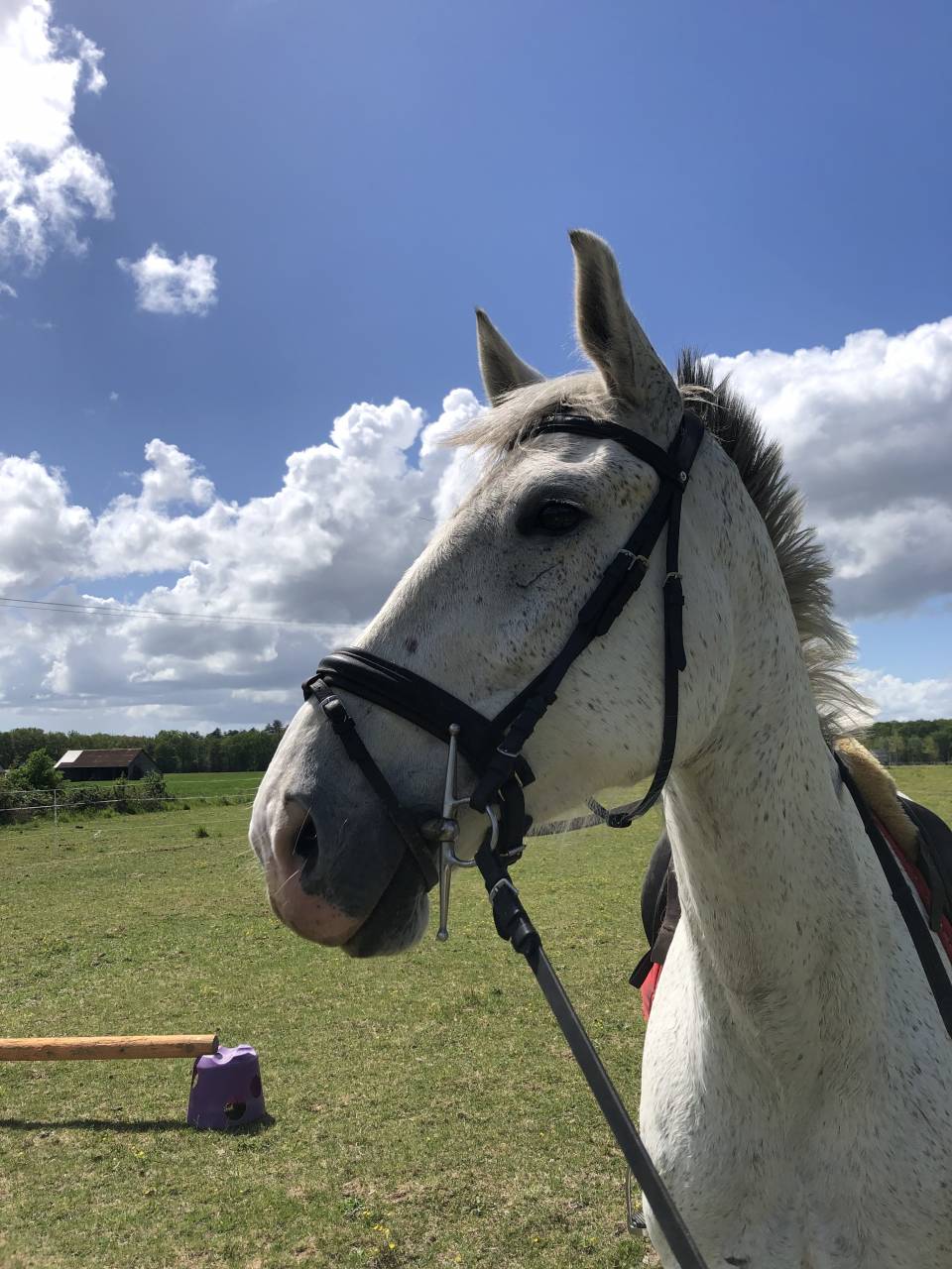 Cheval &agrave; vendre