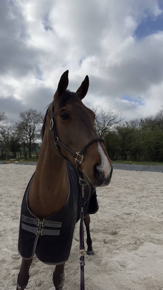 Cheval de 11 ans &agrave; vendre 