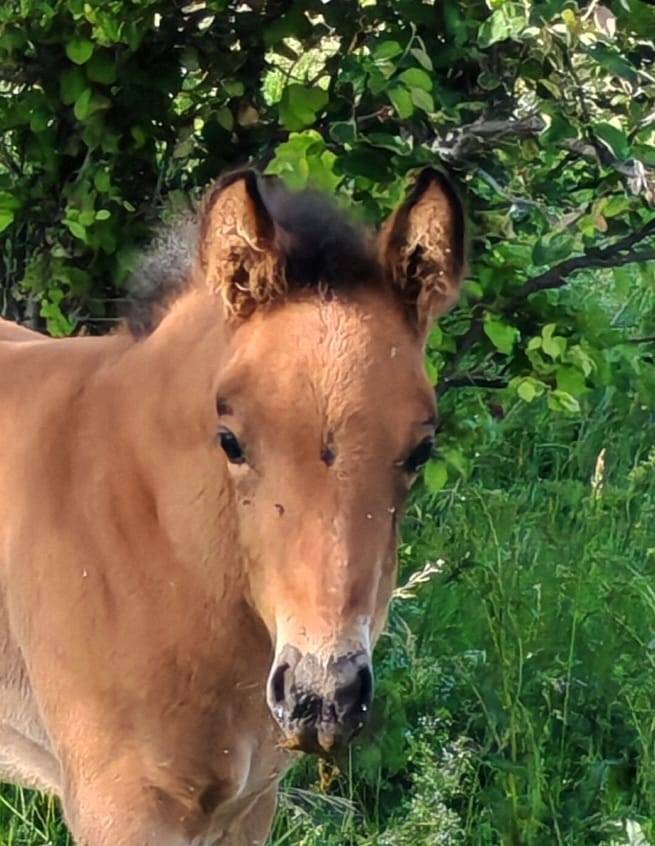 Joli foal NFC au grand potentiel sport