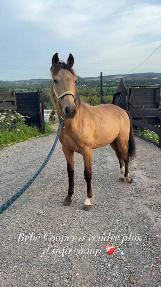 Cooper , poulain quarter horse &agrave; vendre ! 