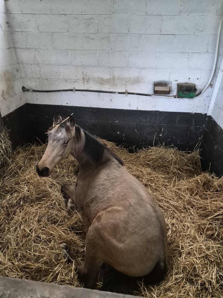 Cooper , poulain quarter horse &agrave; vendre ! 