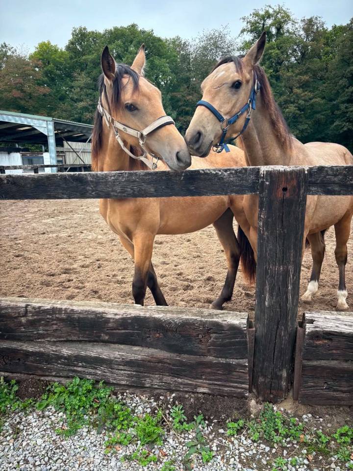 Cooper , poulain quarter horse &agrave; vendre ! 